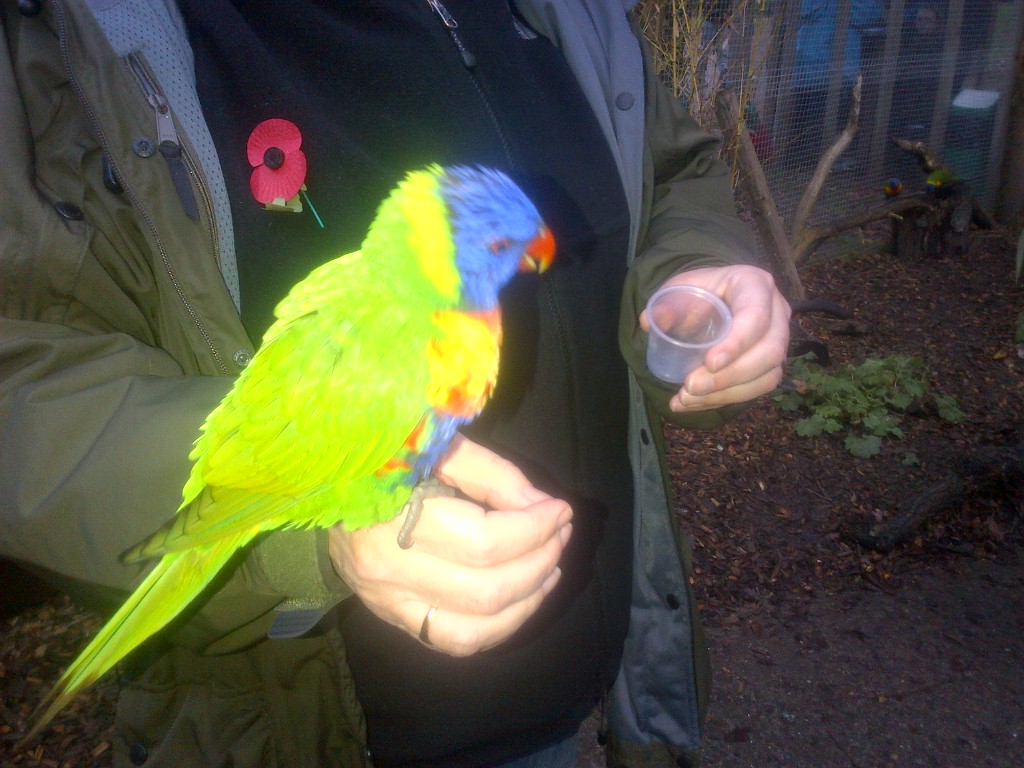 Longleat Feeding Parrotts